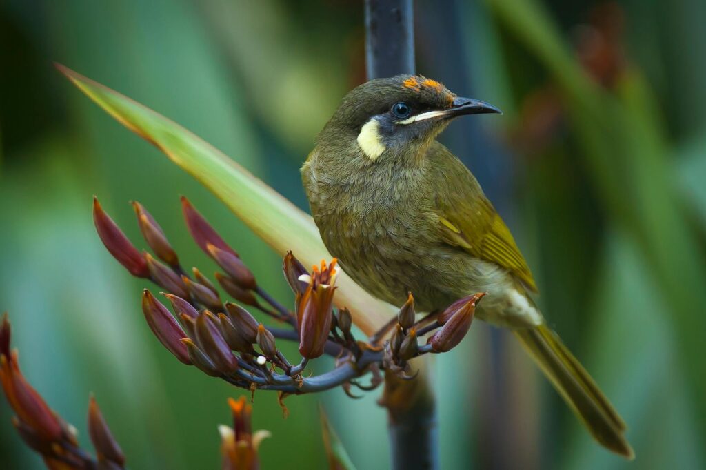 A New Holland Honeyeater perched on a flowering plant in the wild.