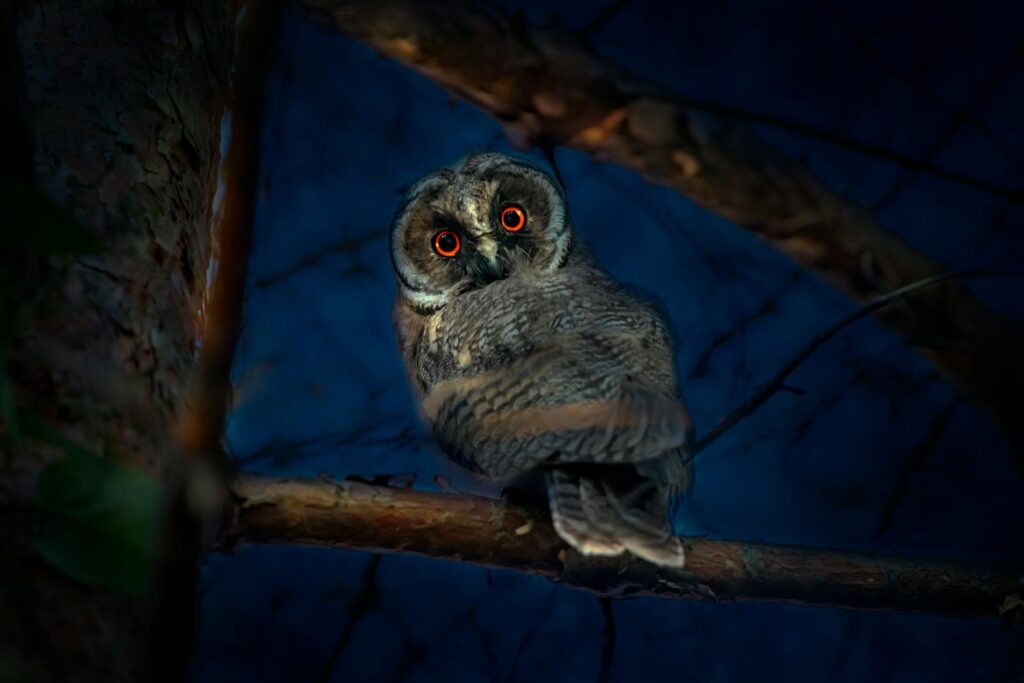Close-up of a Eurasian Eagle Owl with vivid eyes perched on a branch at night.