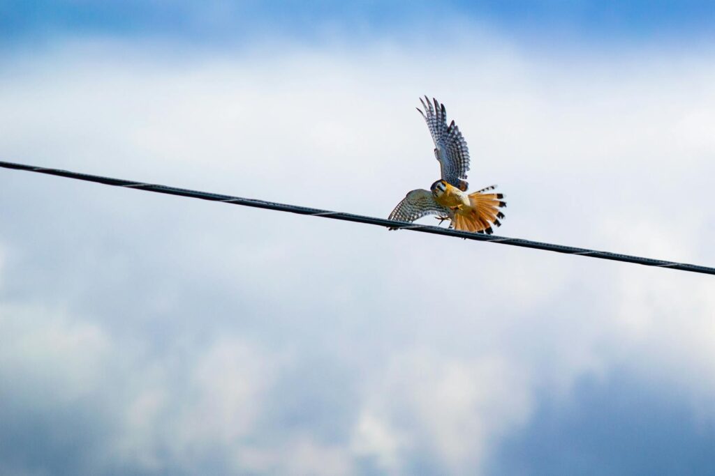 American Kestrel captured mid-flight on a wire against a blue sky.