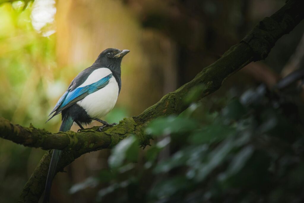 A Black-billed Magpie perches on a mossy branch.