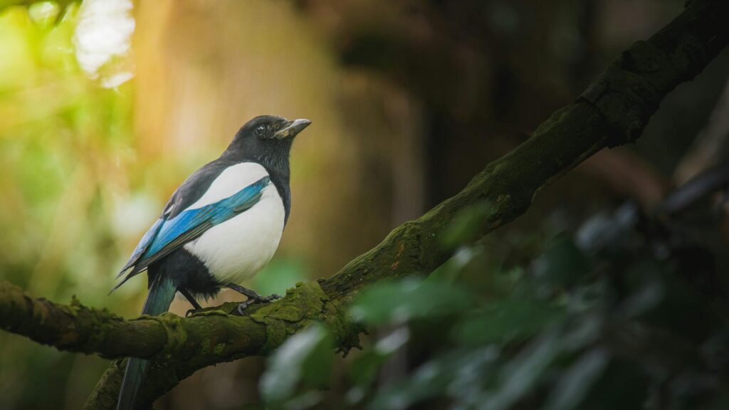 A Black-billed Magpie perches on a mossy branch.
