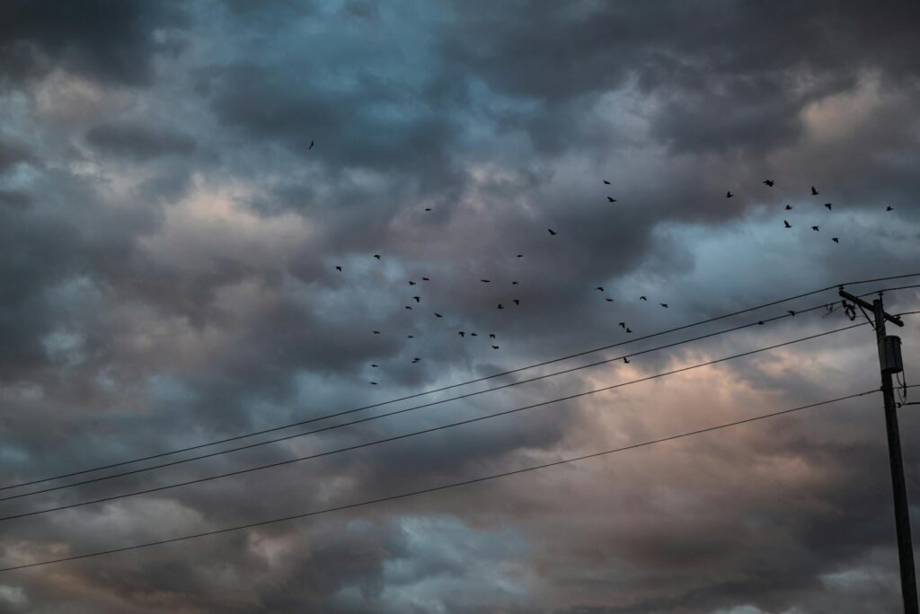 A flock of birds flying across a dramatic cloudy sky with power lines.