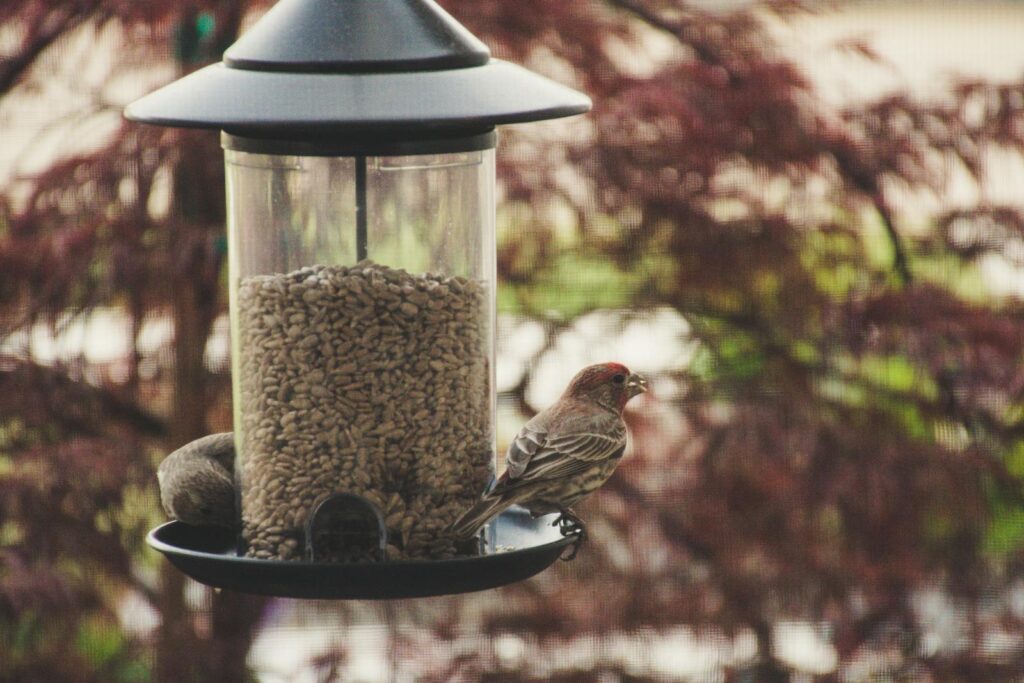 Close-up of a finch feeding on sunflower seeds at an outdoor bird feeder.