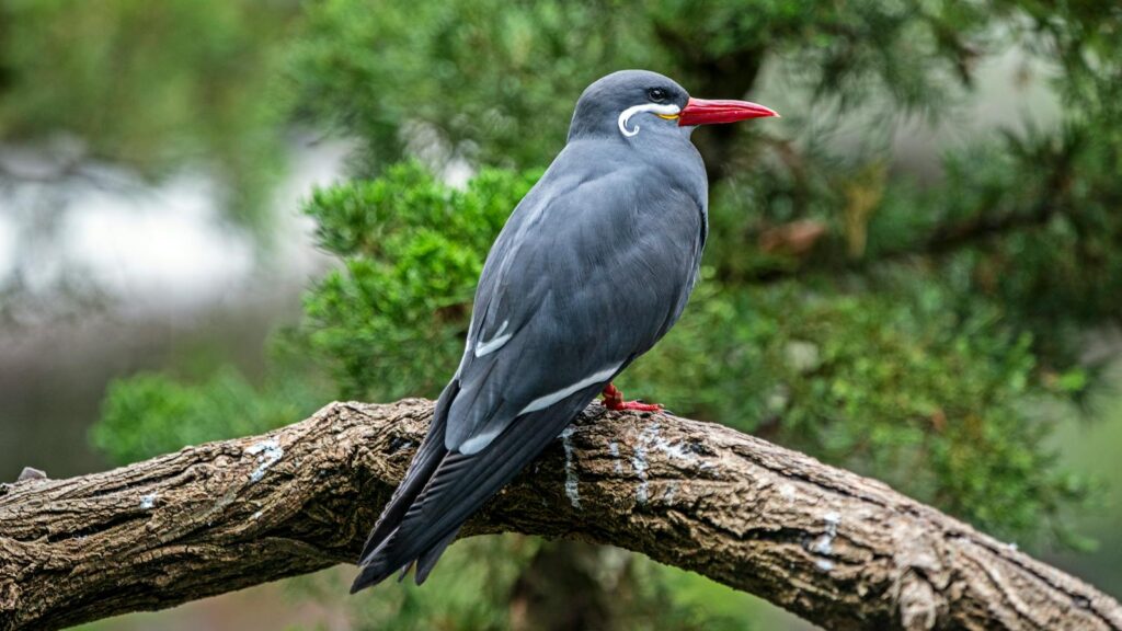 Back view of an Inca Tern on a thick branch