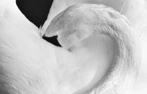 A graceful black and white close-up of a swan, showcasing its elegant feathers.