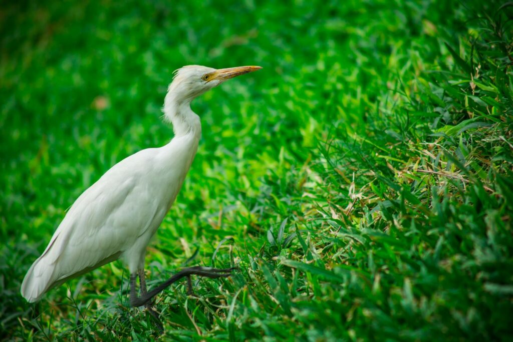 A white egret stands tall in vibrant green grass.