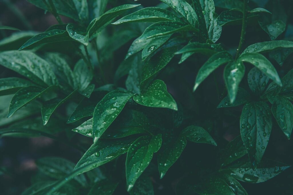 Close-up of lush green leaves with dew drops, showcasing freshness and natural beauty.