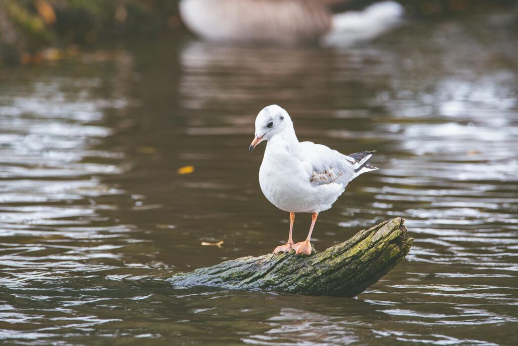 A common gull balancing on a piece of driftwood in a serene river setting.