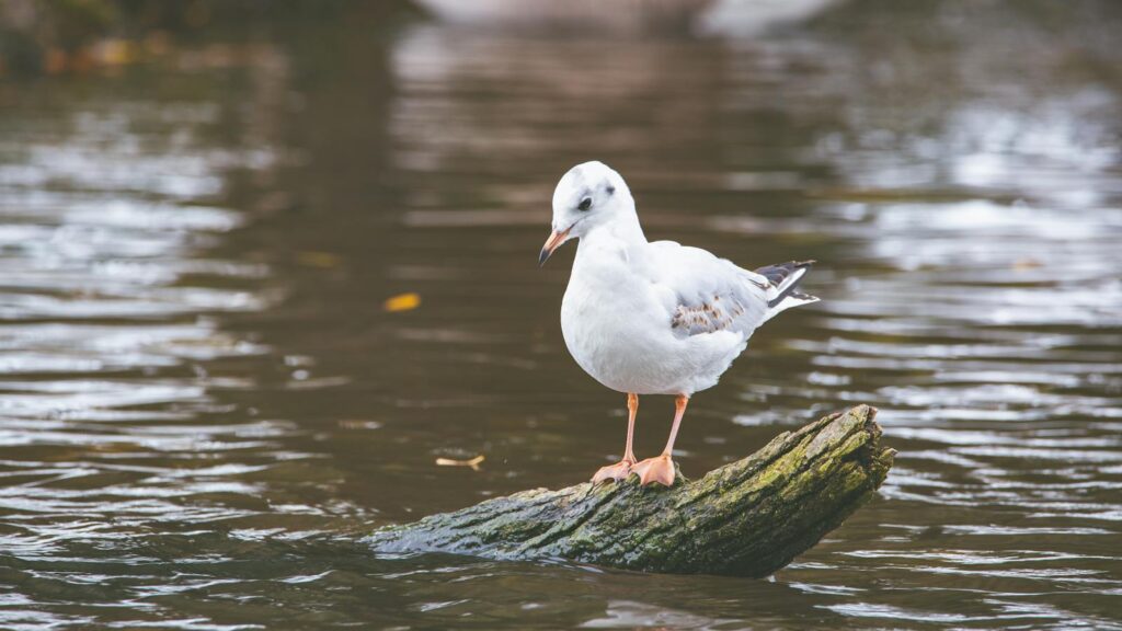 A common gull balancing on a piece of driftwood in a serene river setting.