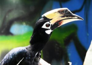 A detailed close-up image of a vibrant hornbill with a striking bill and feathers.