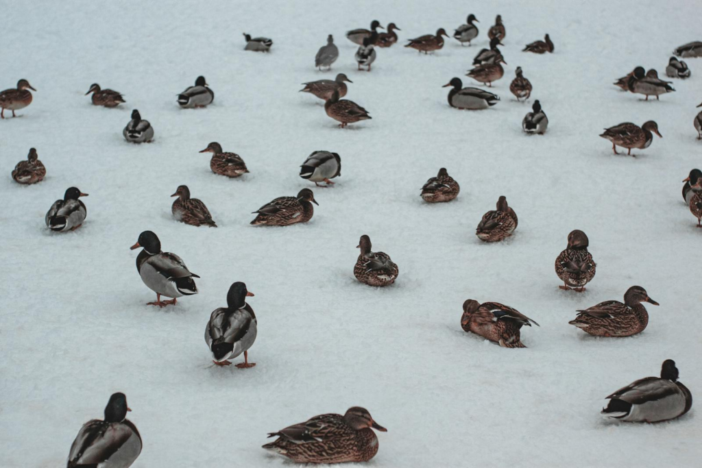 A group of wild ducks resting on a snow-covered landscape during winter.