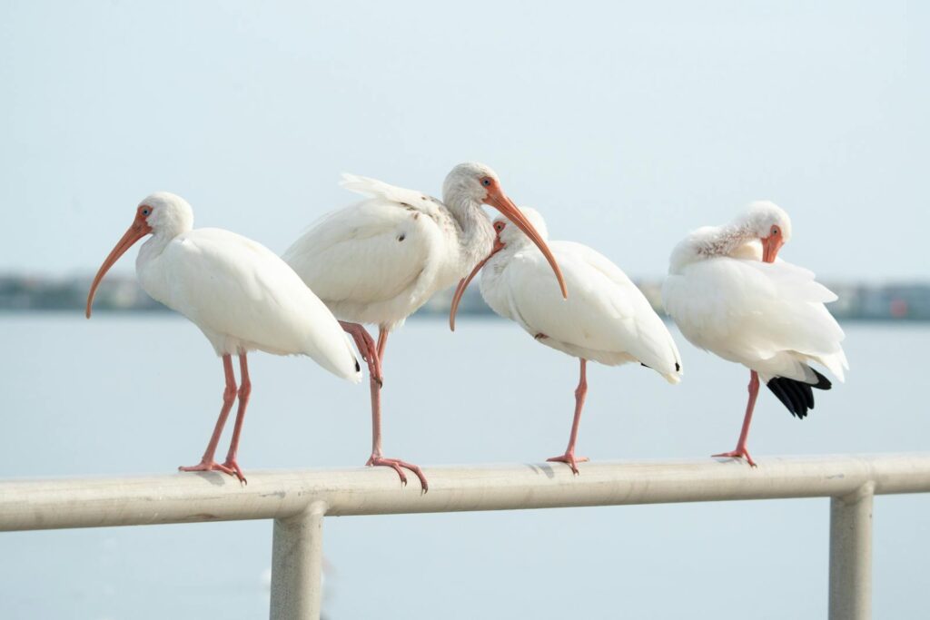 Four white ibises resting on a railing by the water.