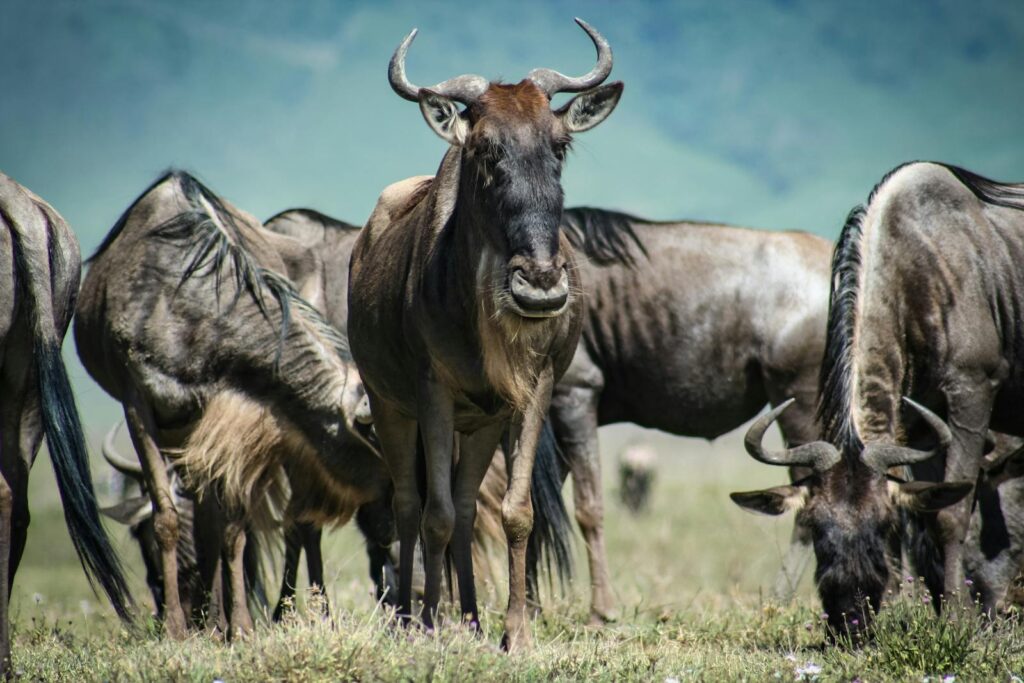 A herd of wildebeests grazing in the grasslands.