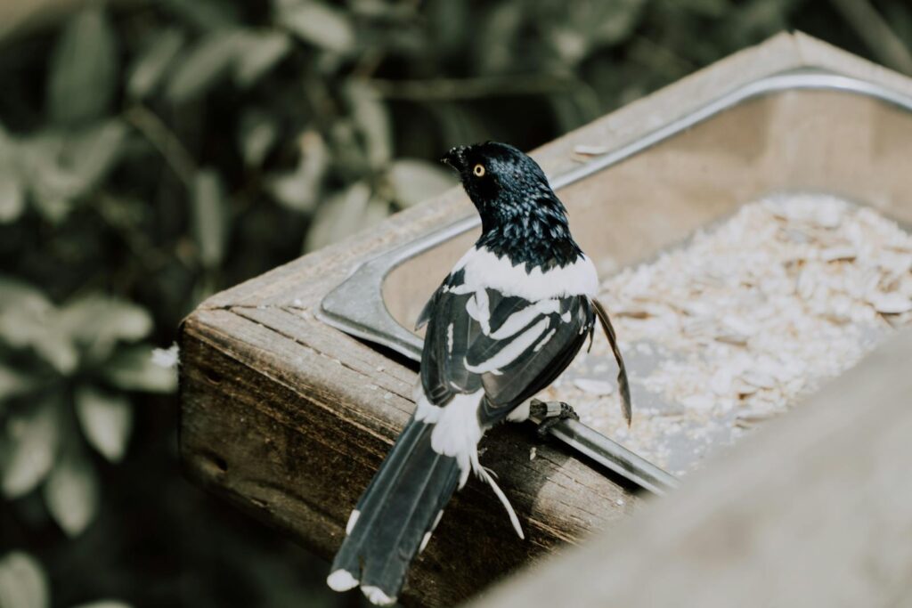 A Magpie-lark perches on the edge of a feeder.
