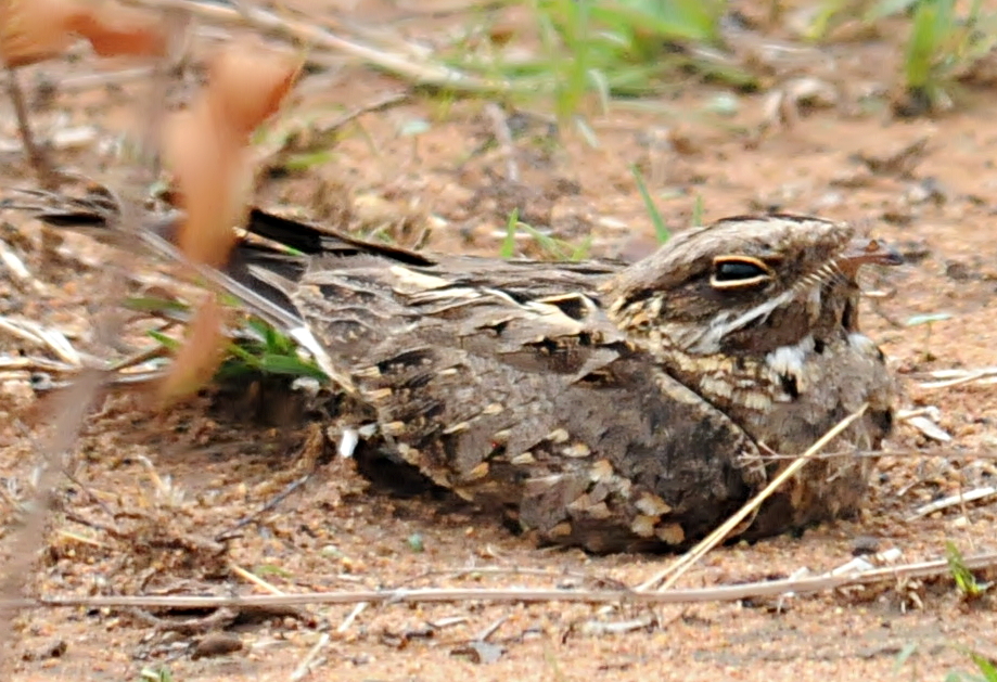 A nightjar rests on the ground, displaying its mottled plumage.