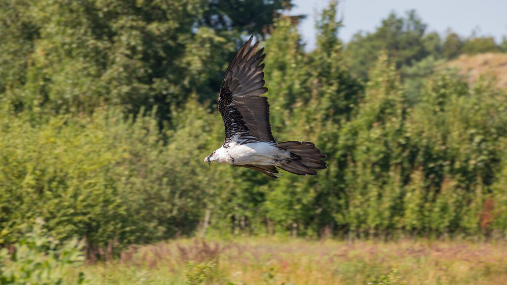 Bearded Vulture soaring sideways mid-flight over lush green terrain