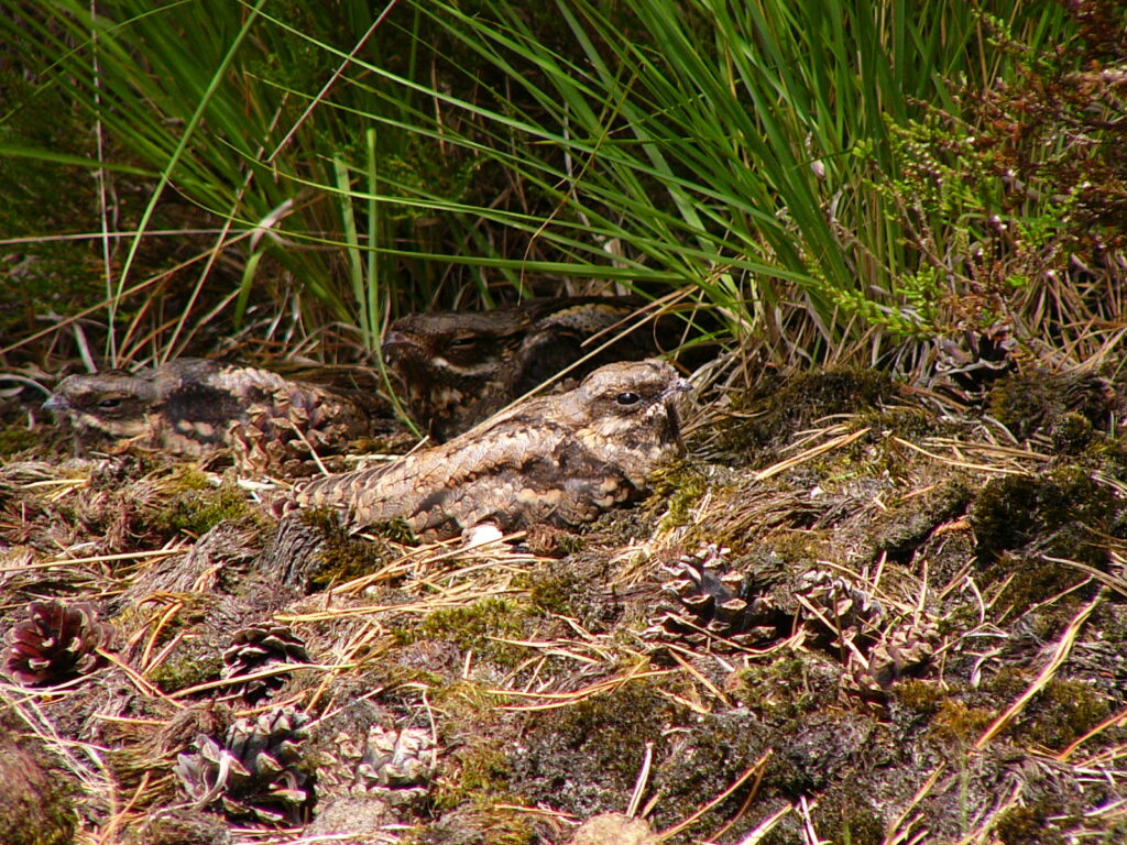 Three European Nightjars are resting among pine needles and moss.