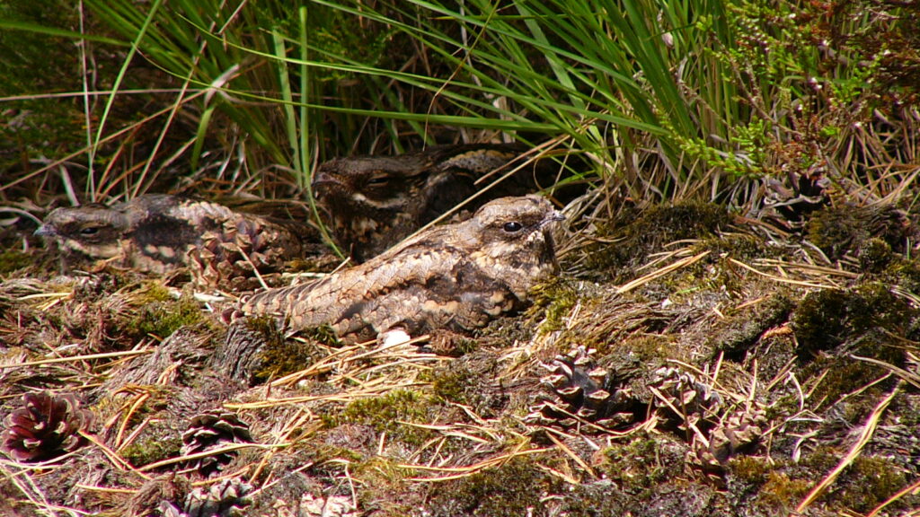 Three European Nightjars are resting on a mossy surface