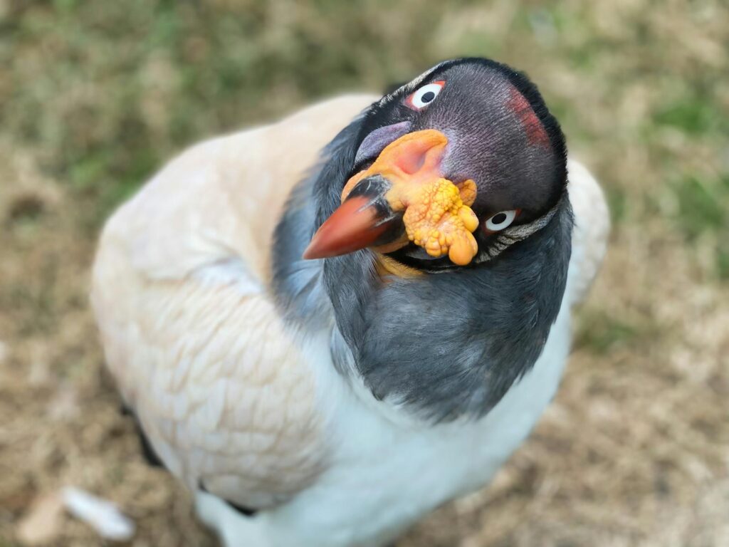 Captivating close-up of a King Vulture showcasing vivid colors and inquisitive gaze.