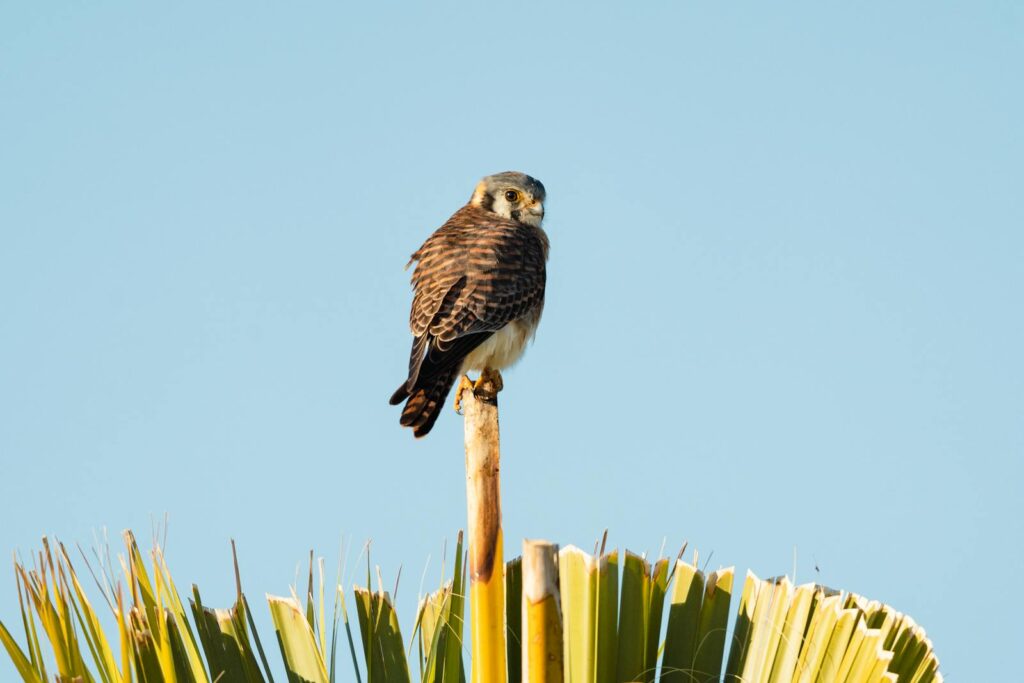 An American Kestrel perched on a palm frond under a clear blue sky in Bradenton, FL.