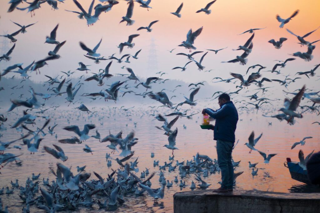 A serene scene of a man feeding seagulls by a foggy river.