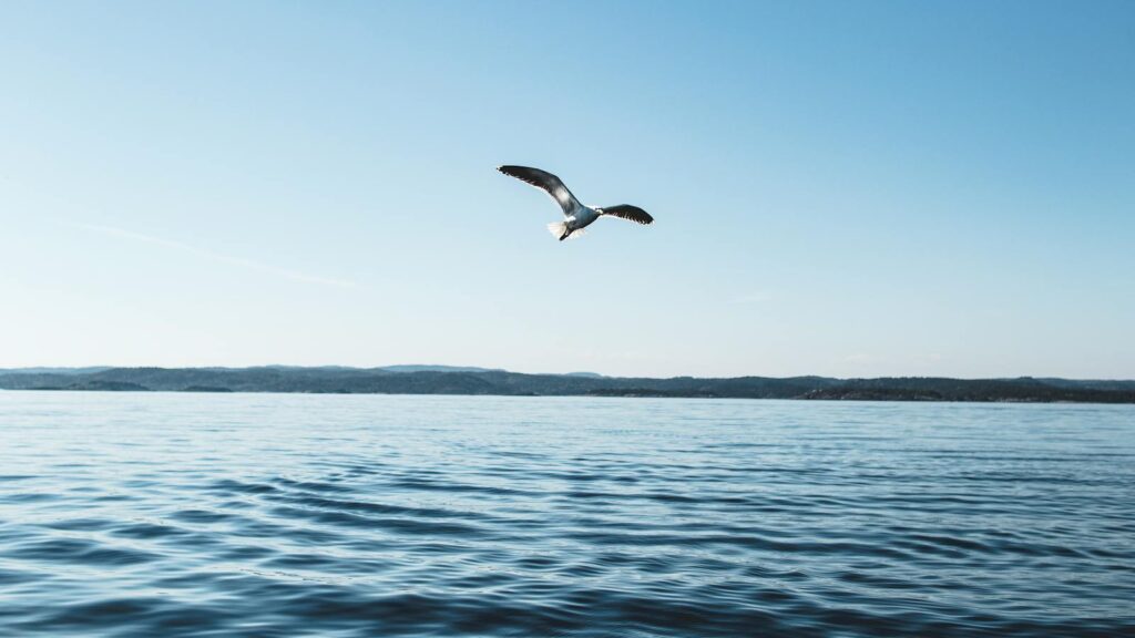 white bird in flight above water, with distant horizon line