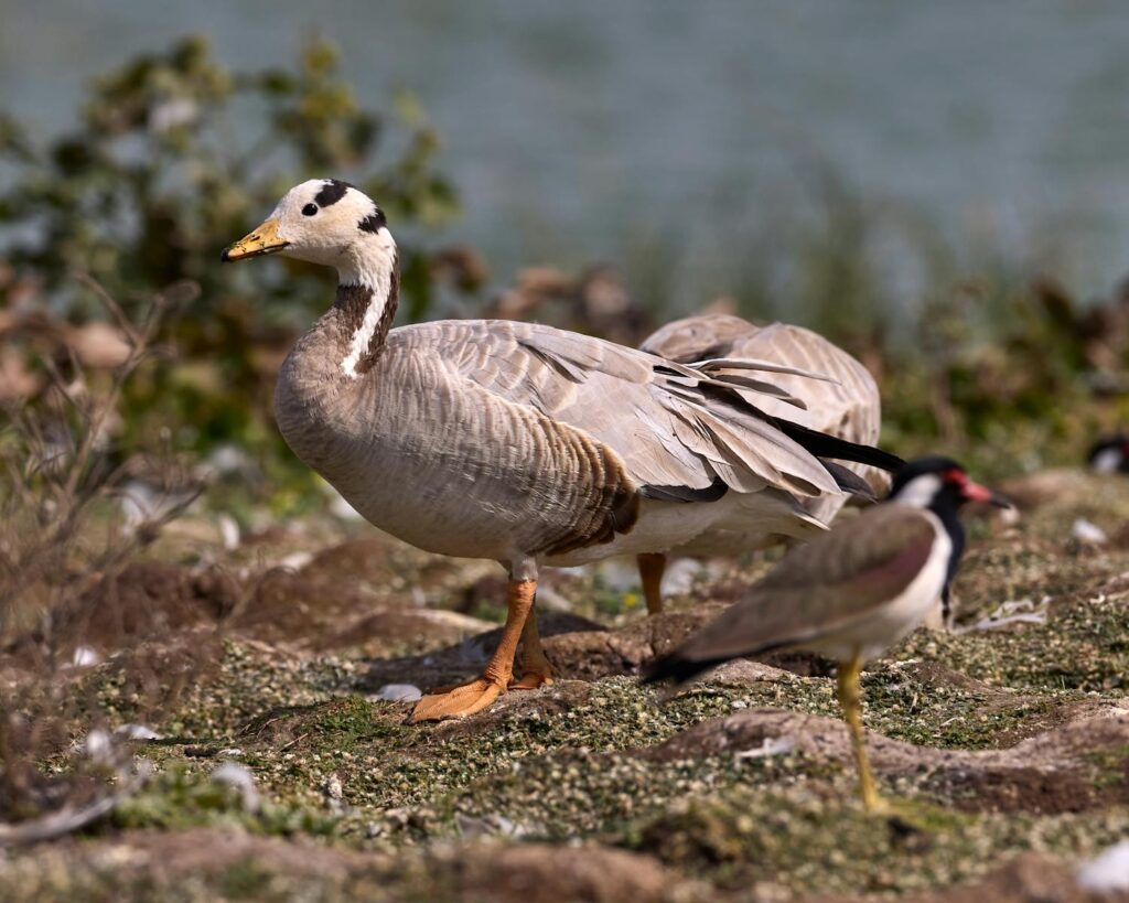 A Bar-headed goose with grey and white feathers.
