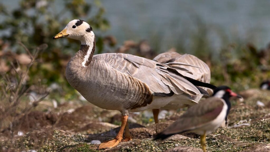 A Bar-headed goose with grey and white feathers.