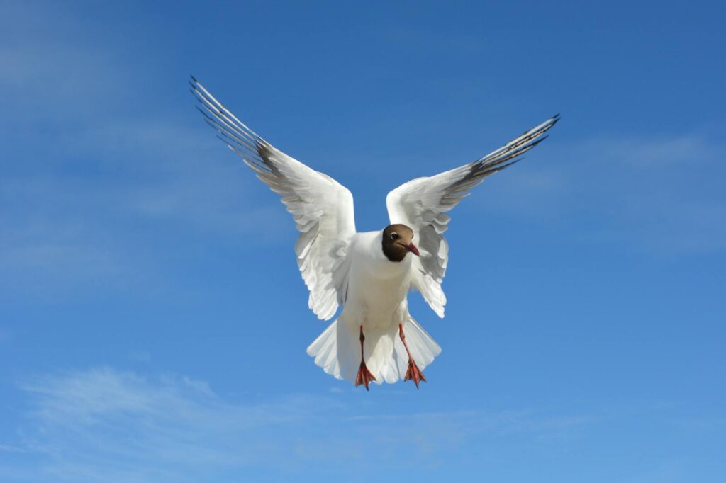 Close-up of a black-headed gull soaring with wings spread wide against a clear blue sky.