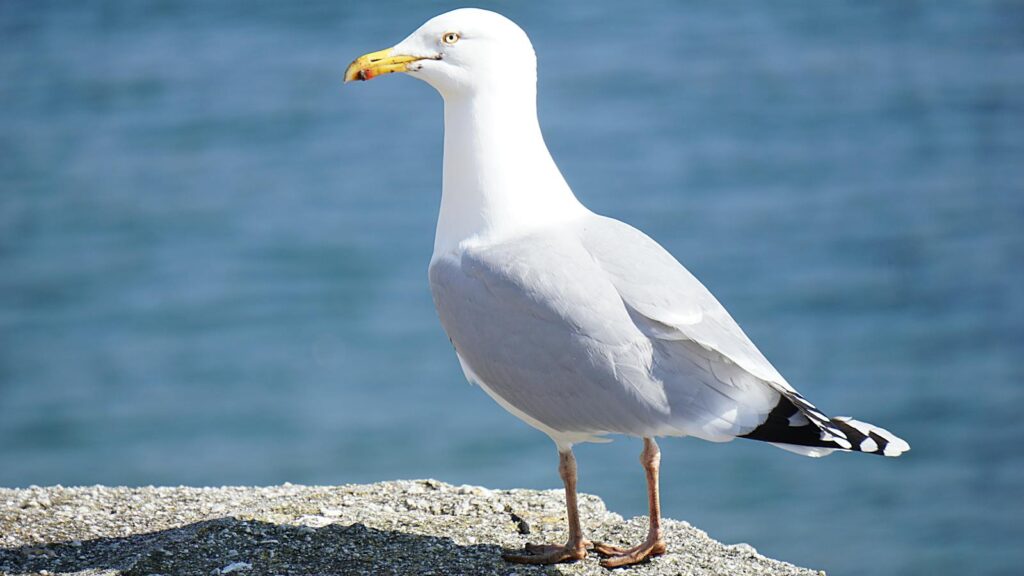 Seagull perched on rock overlooking the sea under bright sunlight