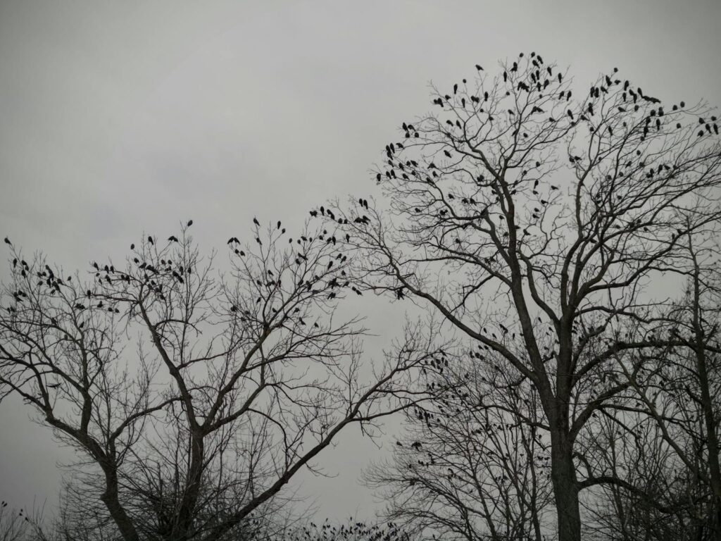 Black crows perched on bare trees creating a moody silhouette against a gray sky.