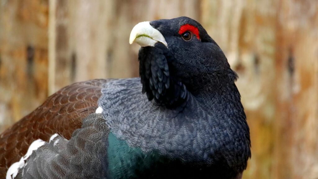 Close-up of a Western Capercaillie highlighting its colorful plumage