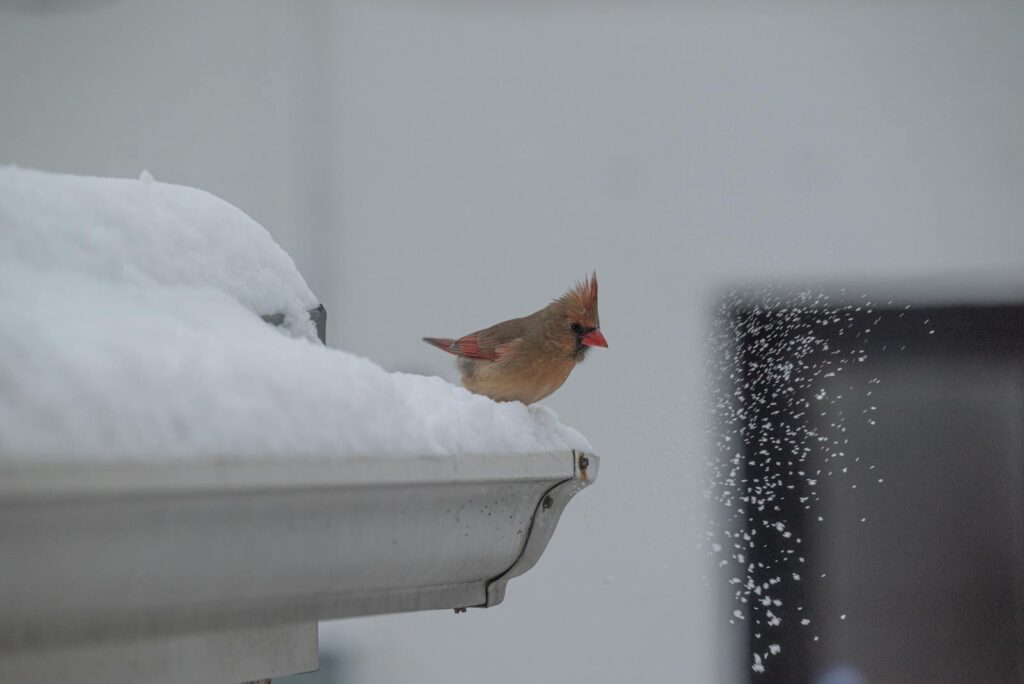 A female cardinal sits on a snow-covered gutter, highlighted against a snowy background.