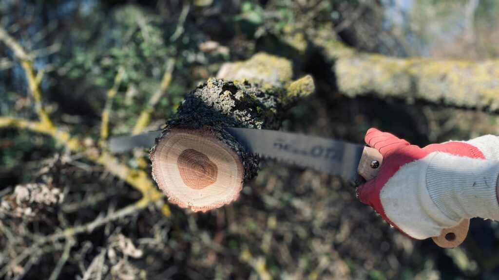 Person using handsaw to trim tree branches in outdoor yard