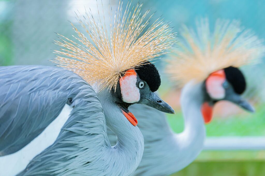 Close-up photo of grey crowned cranes with striking golden crests in zoo setting.