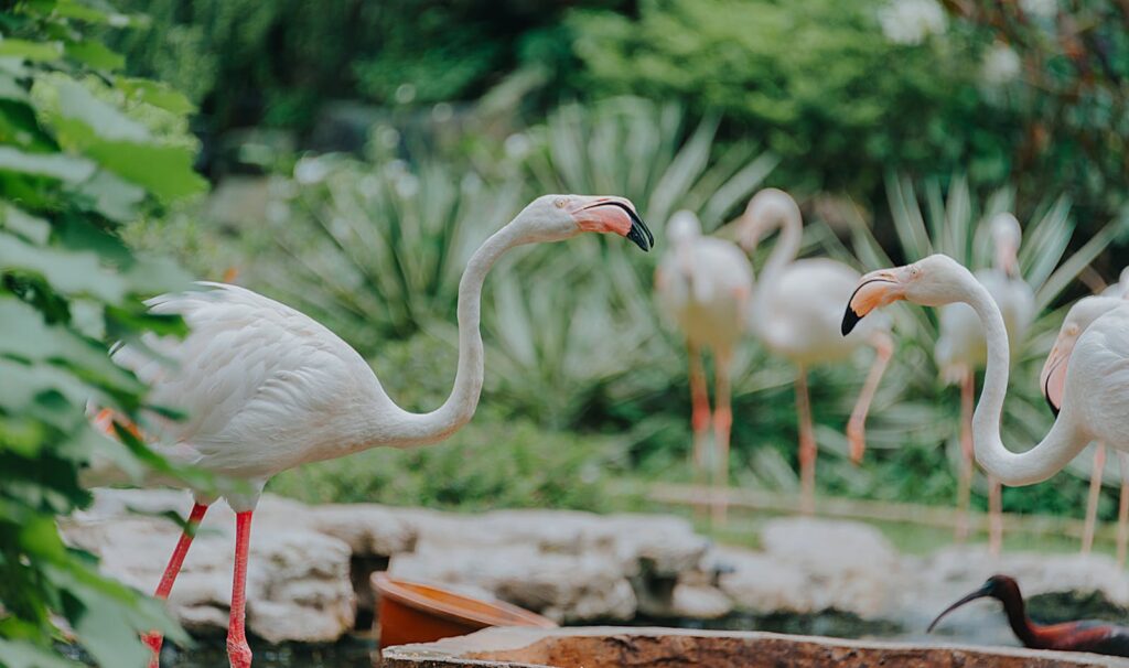 Several Greater Flamingos stand among lush green foliage.