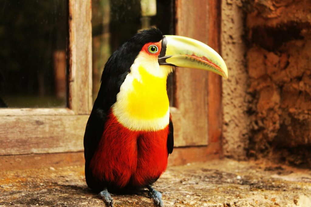A colorful toucan perched by a rustic window indoors.