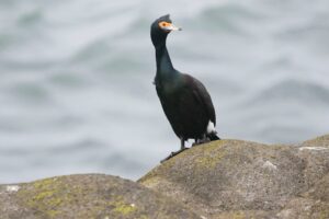 A Red-faced cormorant with dark green and blue plumage perches on a rock.