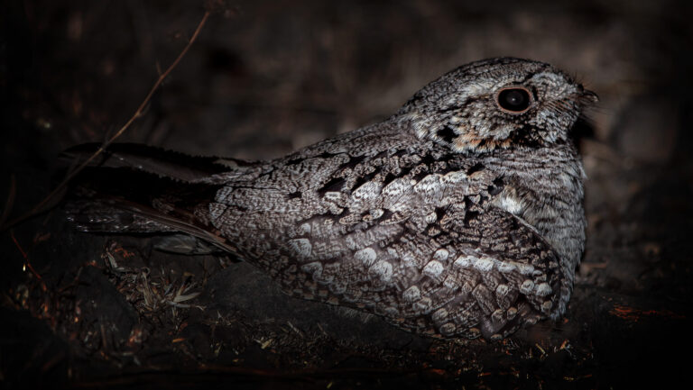 Nightjar bird on the ground during nighttime