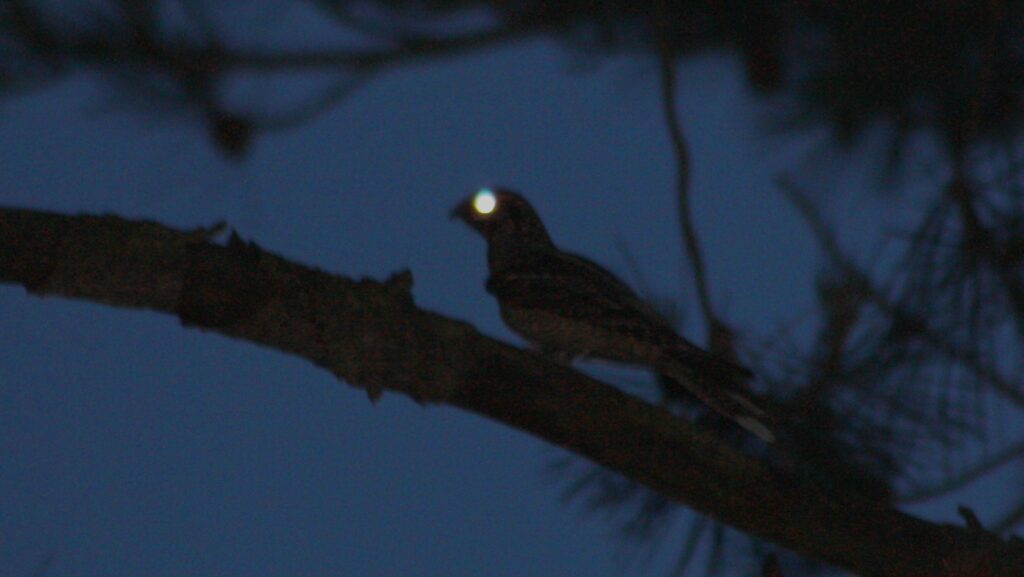 European Nightjar perched on a branch at night