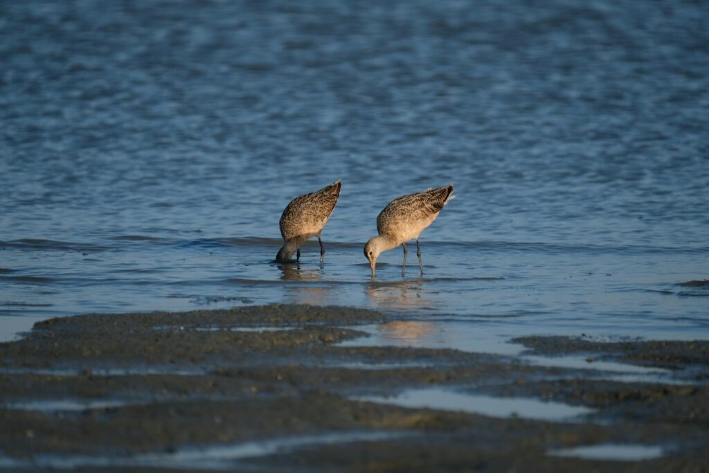 Two Marbled Godwits foraging at the tranquil seashore in Corte Madera, California.