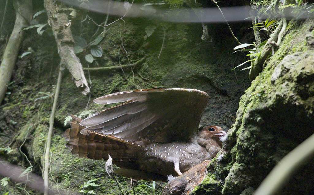 An Oilbird is perched with its wings spread.