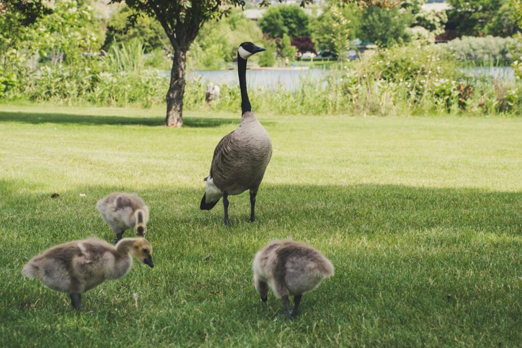 A tranquil scene of a Canada goose with goslings roaming in a verdant park, showcasing wildlife in harmony.
