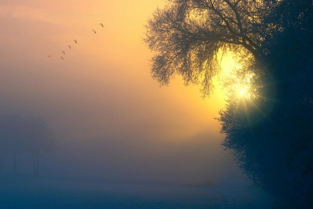 Foggy landscape with trees silhouetted against a glowing sunset.