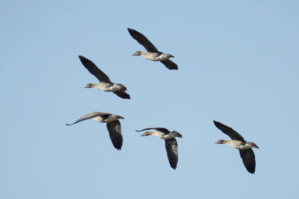 A flock of Greylag Geese flies in a graceful V-formation across the sky.