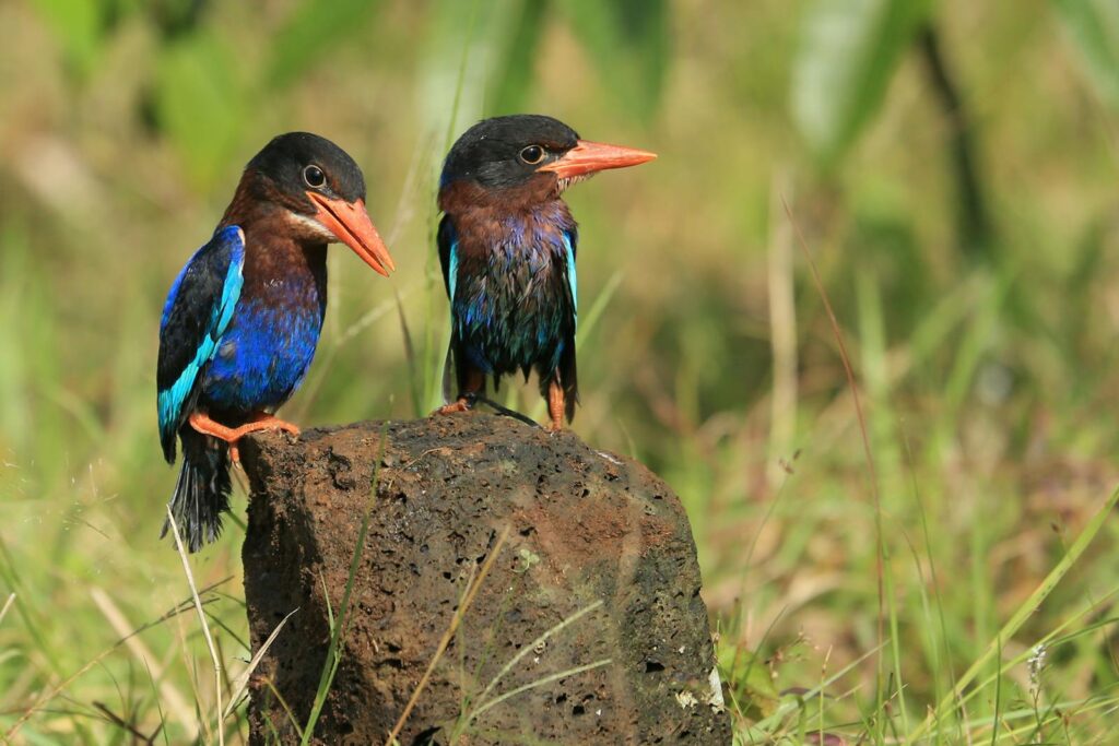 Two colorful white-throated kingfishers perching on a rock in a grassy field, showcasing vibrant plumage.