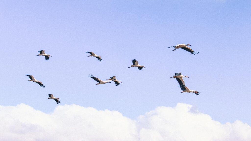 Flock of white storks flying through the sky