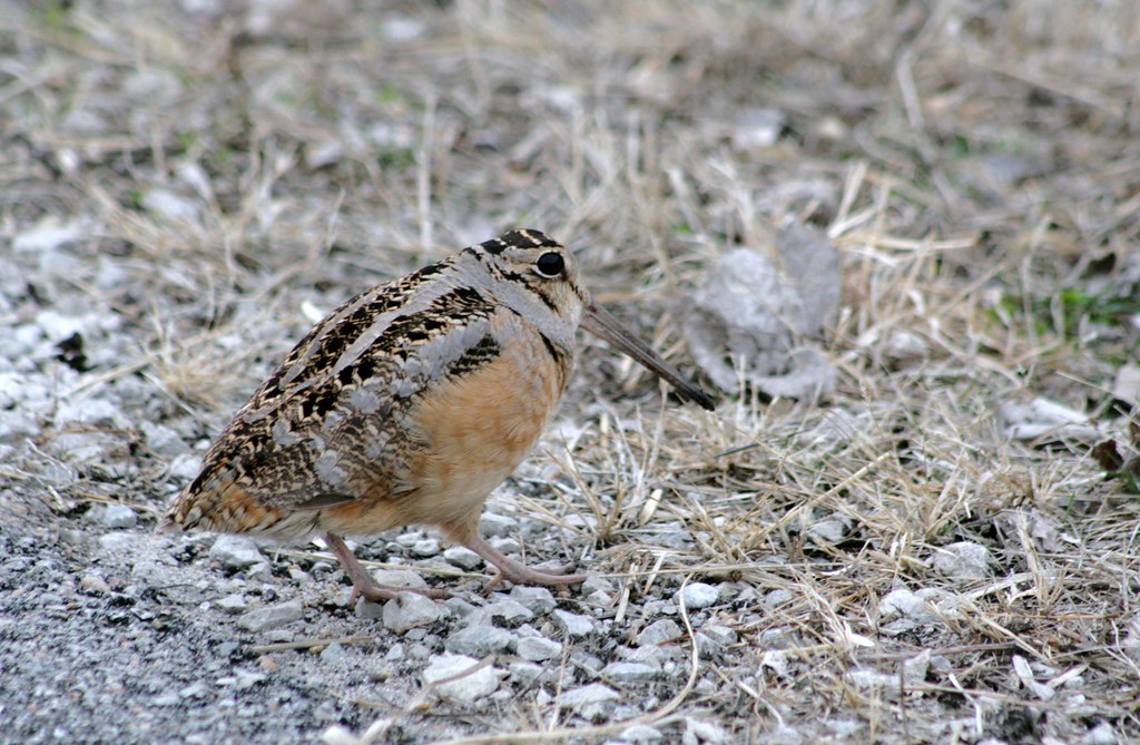 An American Woodcock with mottled brown plumage stands on gravel and dry grass.