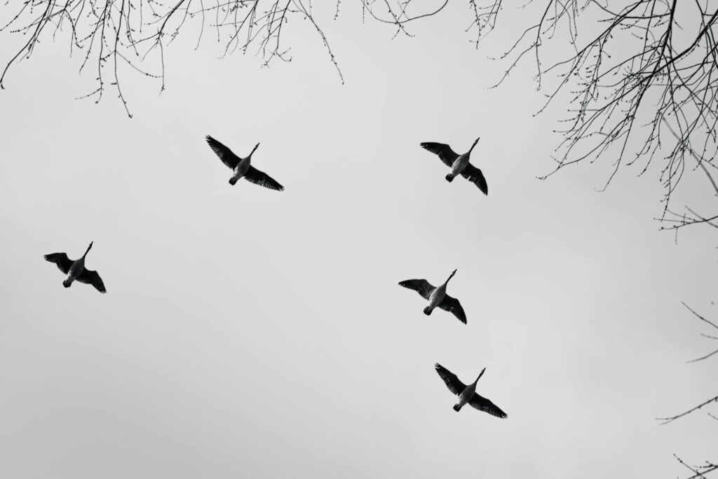 A black and white image of geese flying among leafless branches, symbolizing freedom.