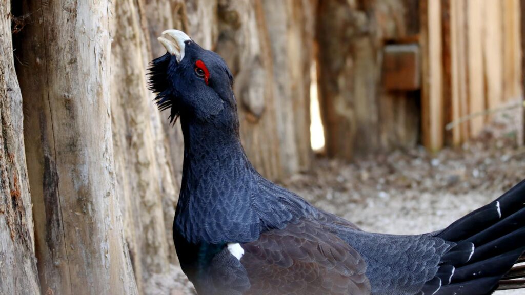 Capercaillie with head raised, looking upward near a wooden fence